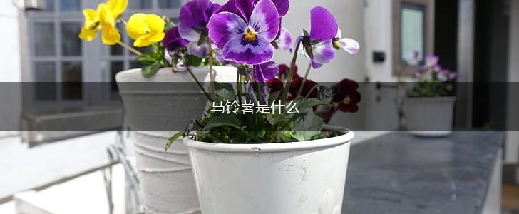 马铃薯是什么,第1张