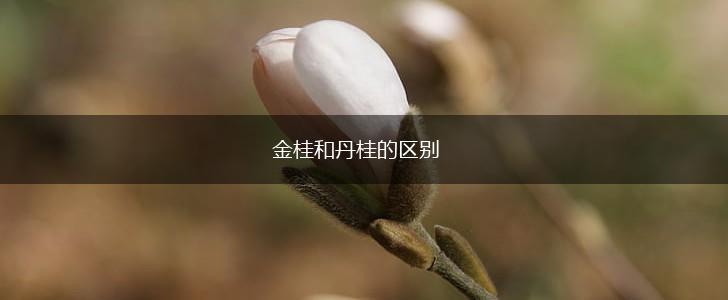 金桂和丹桂的区别,第1张