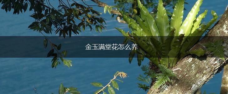 金玉满堂花怎么养,第1张