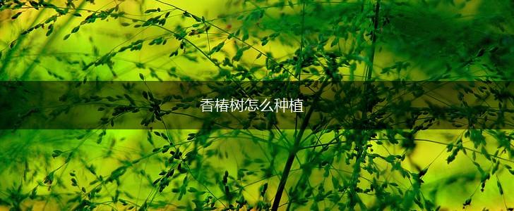 香椿树怎么种植,第1张