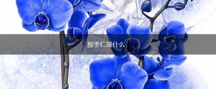 酸枣仁是什么,第1张