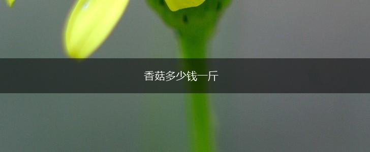 香菇多少钱一斤,第1张