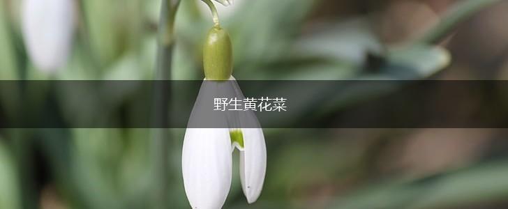 野生黄花菜,第1张