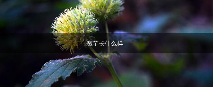 魔芋长什么样,第1张