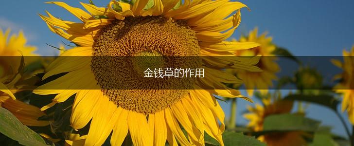 金钱草的作用,第1张