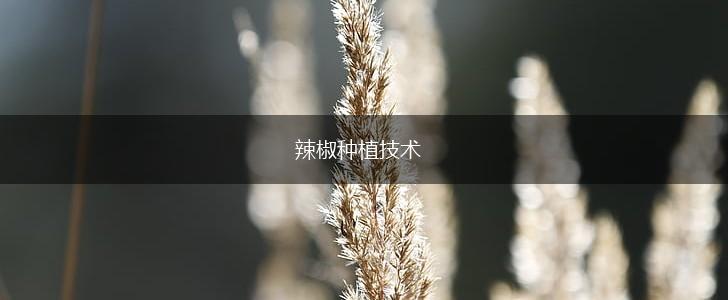 辣椒种植技术,第1张