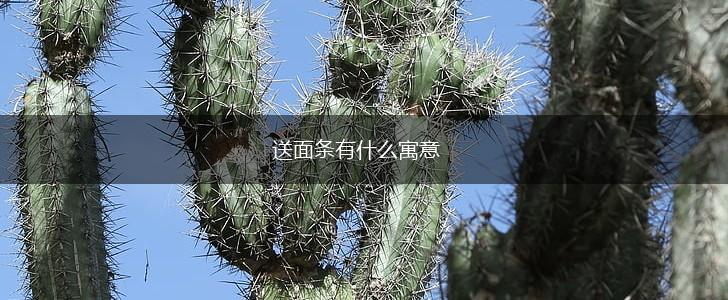 送面条有什么寓意,第1张