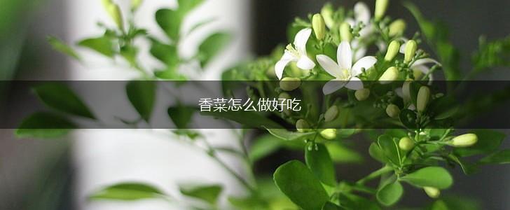 香菜怎么做好吃,第1张