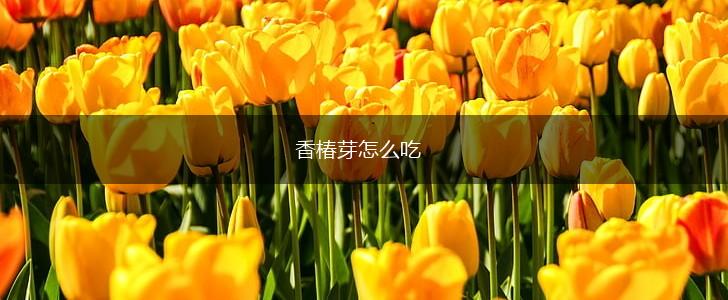 香椿芽怎么吃,第1张