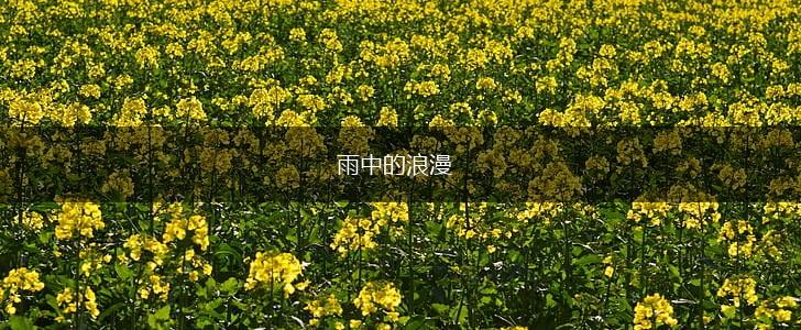 雨中的浪漫,第1张