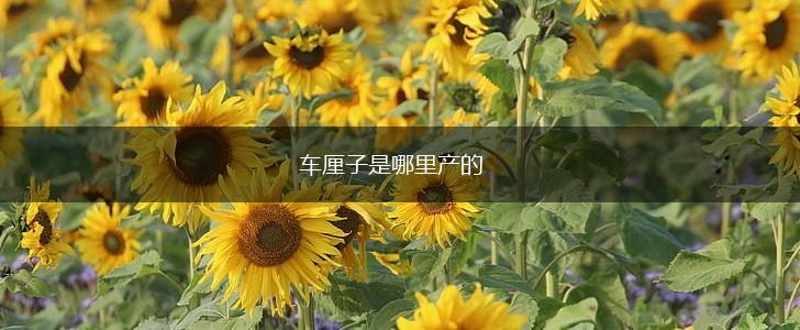 车厘子是哪里产的,第1张