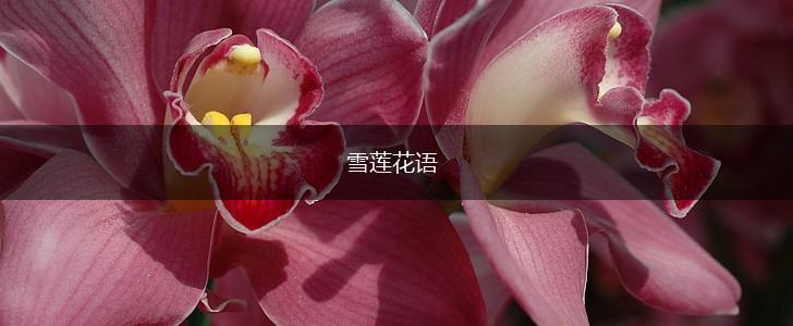 雪莲花语,第1张
