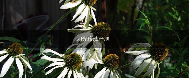 阳光玫瑰产地,第1张