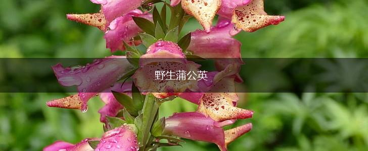 野生蒲公英,第1张