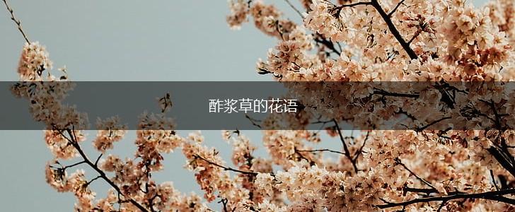 酢浆草的花语,第1张