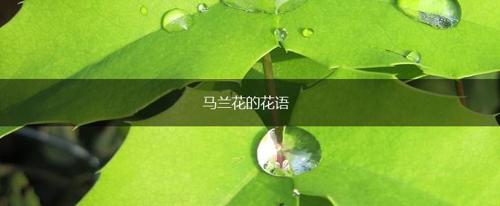 马兰花的花语,第1张