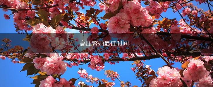 高压繁殖最佳时间,第1张