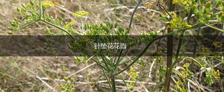 针垫花花语,第1张