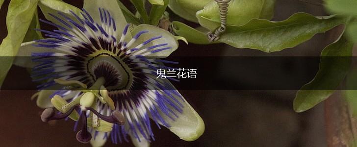 鬼兰花语,第1张