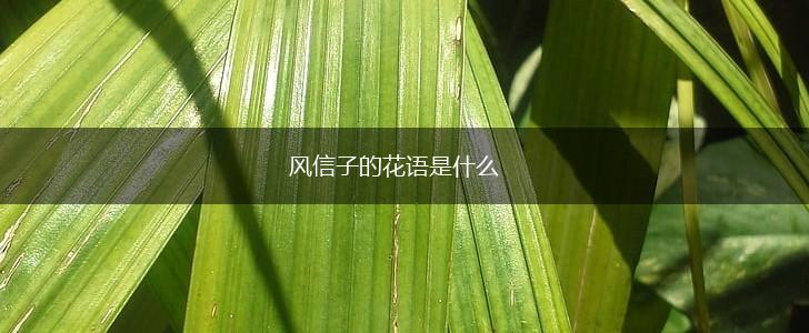 风信子的花语是什么,第1张
