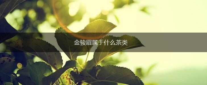 金骏眉属于什么茶类,第1张
