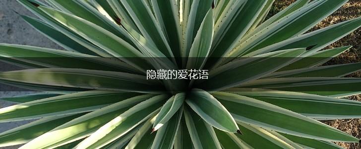 隐藏的爱花语,第1张
