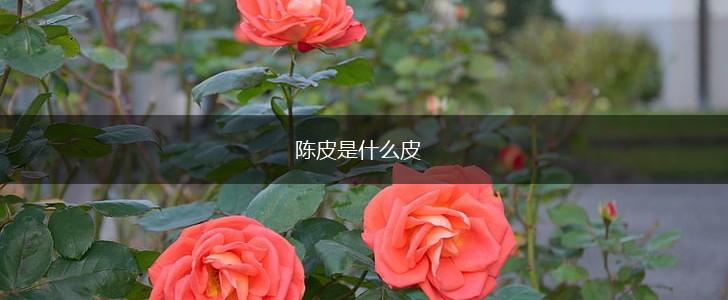 陈皮是什么皮,第1张