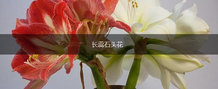 长蕊石头花,第1张