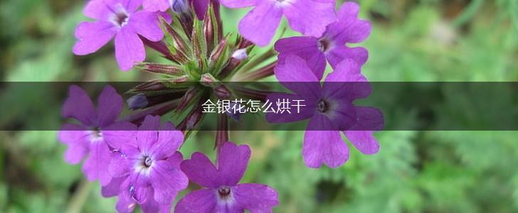 金银花怎么烘干,第1张