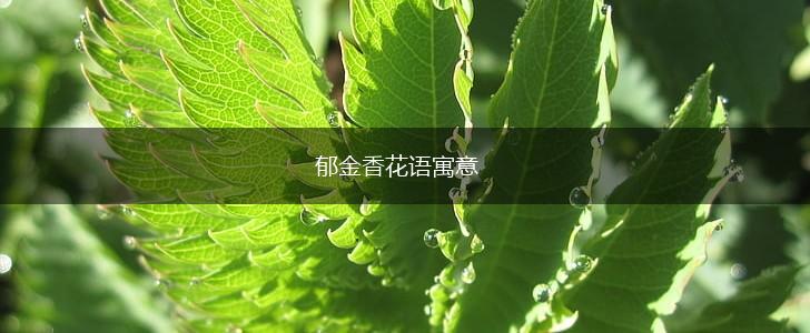 郁金香花语寓意,第1张