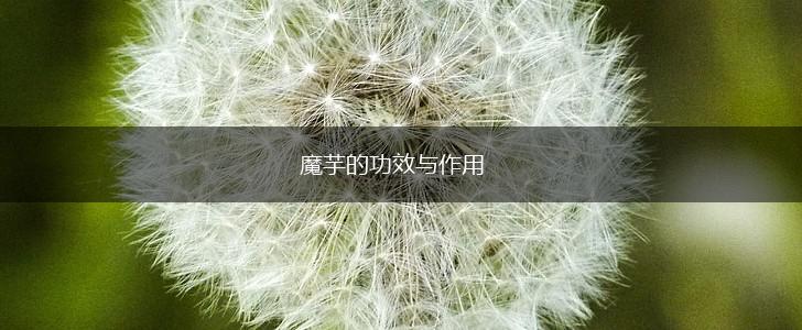 魔芋的功效与作用,第1张