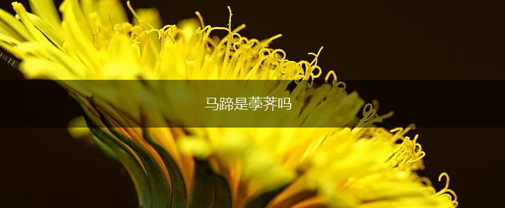 马蹄是荸荠吗,第1张