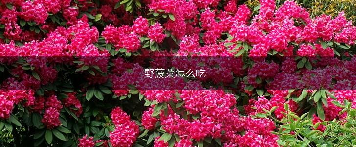 野菠菜怎么吃,第1张