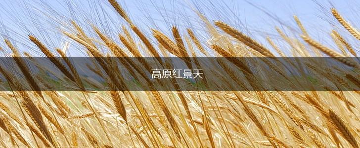 高原红景天,第1张
