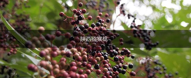 陕西猕猴桃,第1张