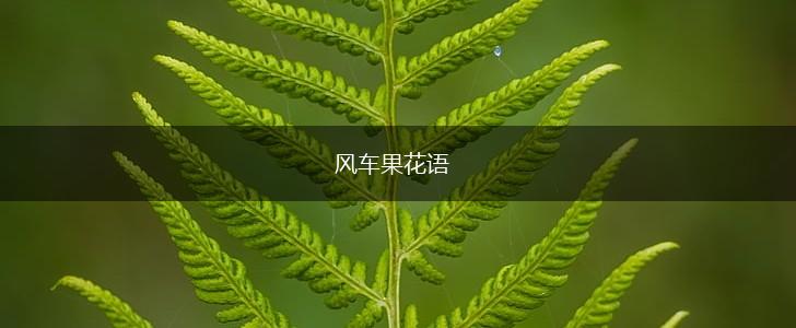 风车果花语,第1张