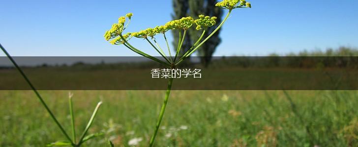 香菜的学名,第1张