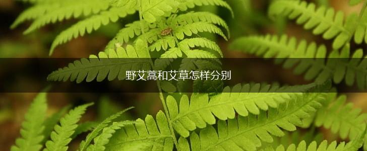 野艾蒿和艾草怎样分别,第1张 野艾蒿和艾草怎样分别,第1张