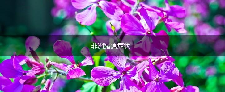 非洲猪瘟症状,第1张