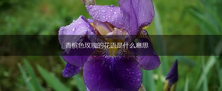 香槟色玫瑰的花语是什么意思,第1张