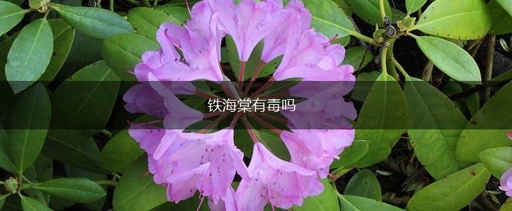 铁海棠有毒吗,第1张