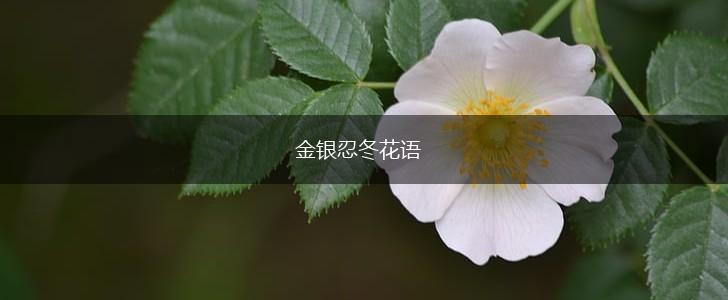 金银忍冬花语,第1张