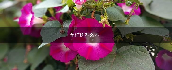 金桔树怎么养,第1张