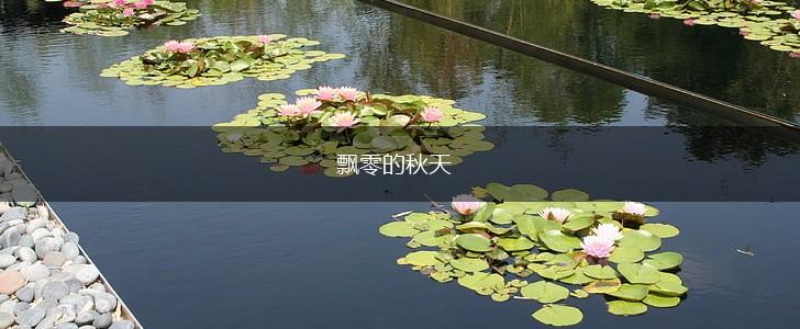 飘零的秋天,第1张