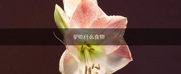 驴吃什么食物,第1张