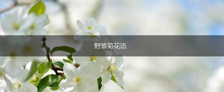 野雏菊花语,第1张