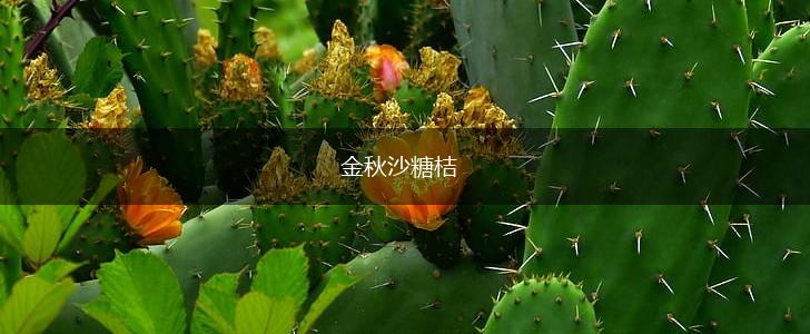 金秋沙糖桔,第1张