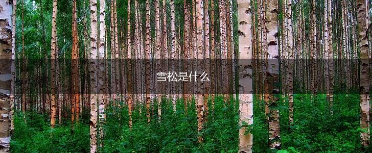雪松是什么,第1张