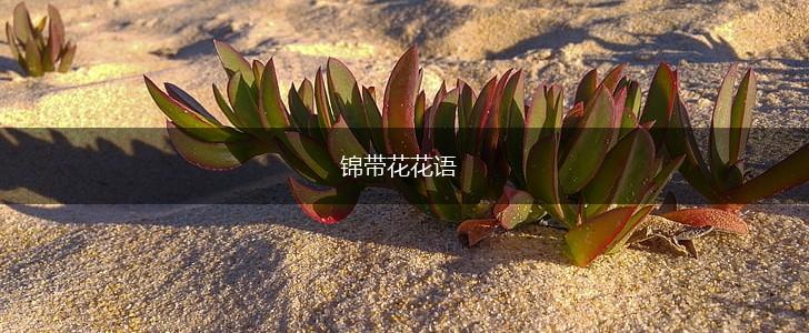 锦带花花语,第1张