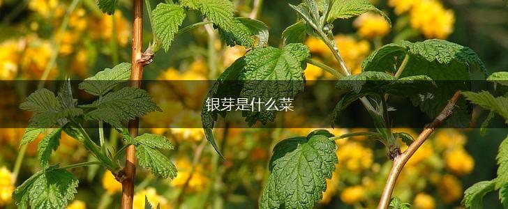 银芽是什么菜,第1张